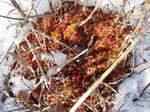 Christmas_2006_012