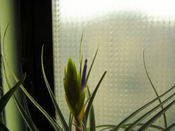 Air_blossom_1_2