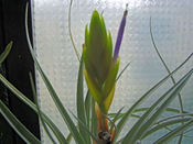 Air_blossom_2_2