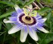 Passion_flower