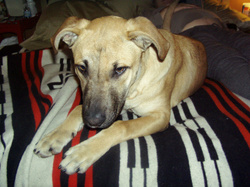 Brewster_2_3