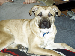 Brewster_beauty_shot_3_2