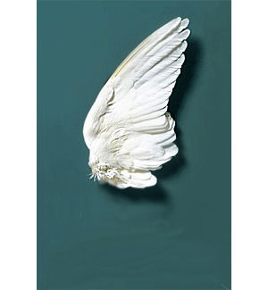 Swan wing
